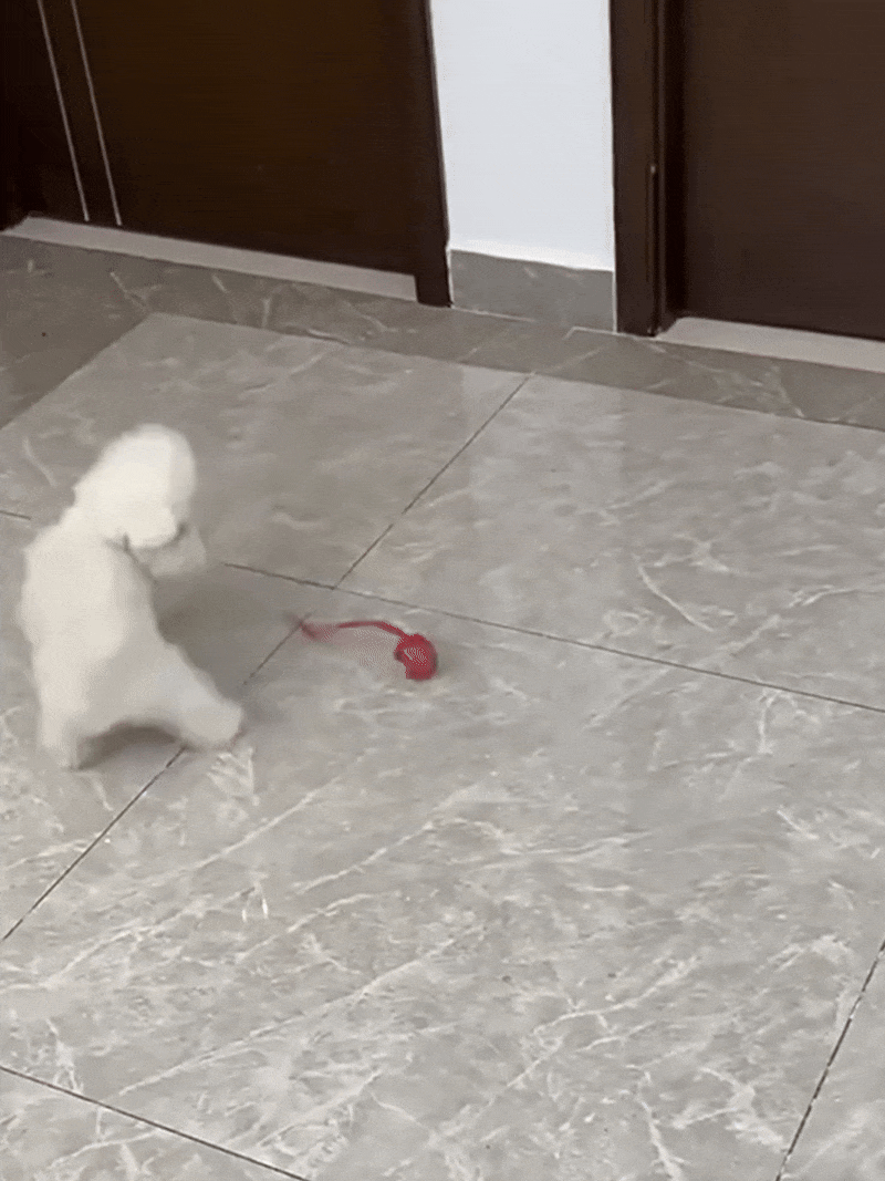 RolliPaw™ - Rolling Ball Toy