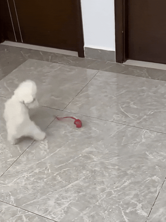 RolliPaw™ - Rolling Ball Toy